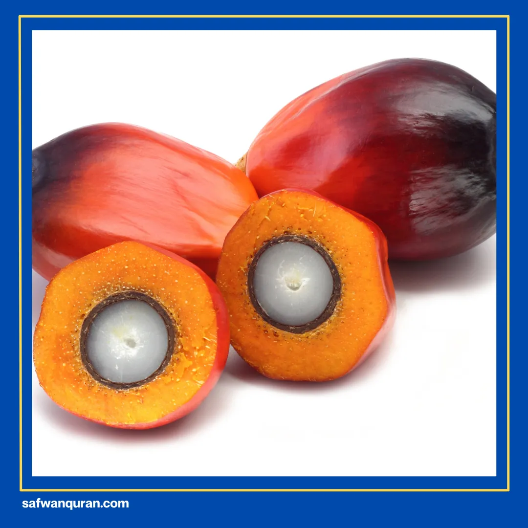 buah untuk cepat hamil menurut islam