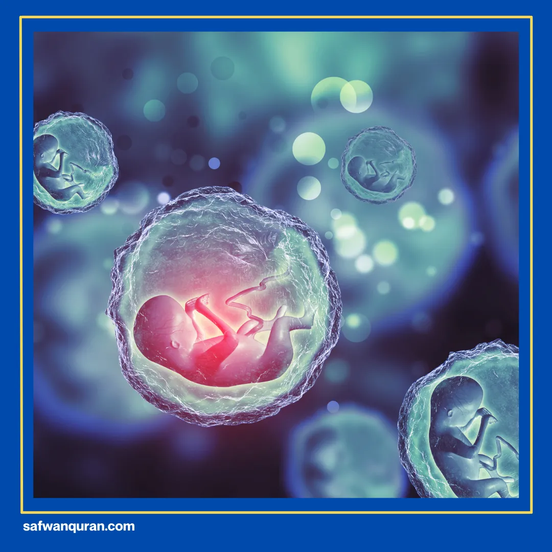 Fase Pasca Embrionik pada Manusia