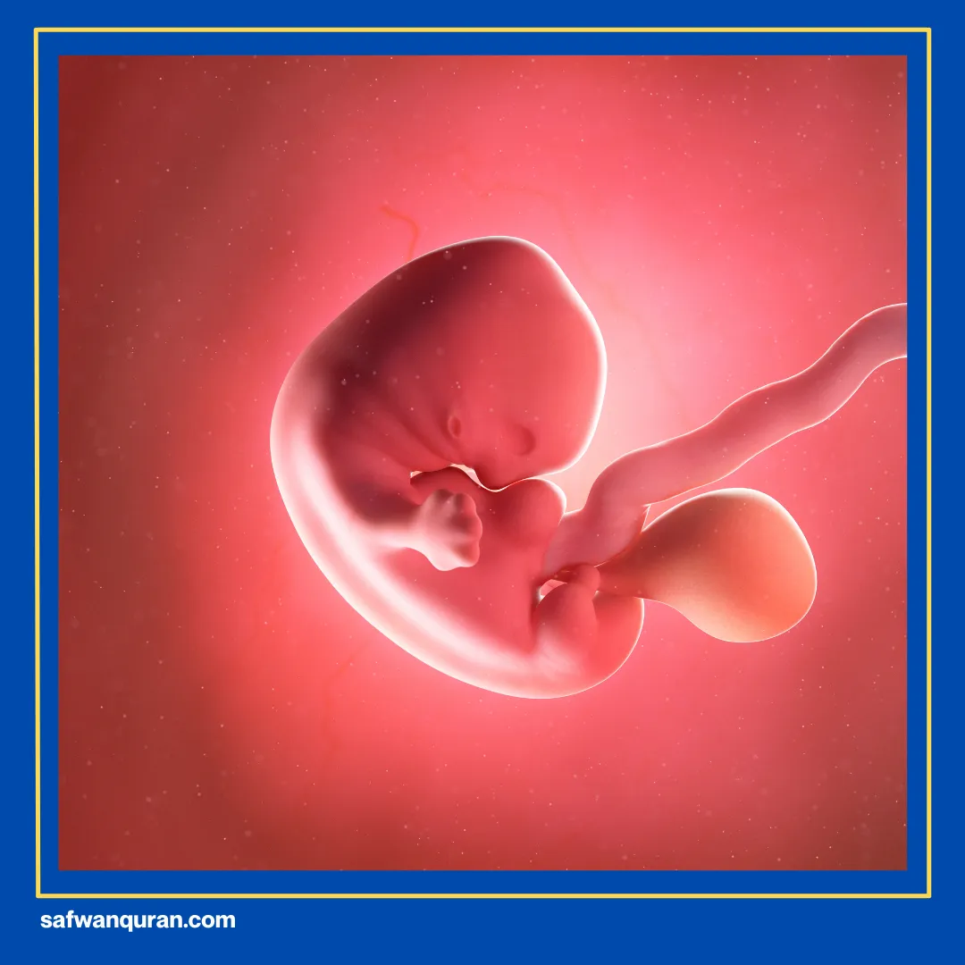 Manfaat Pir Untuk Ibu Hamil