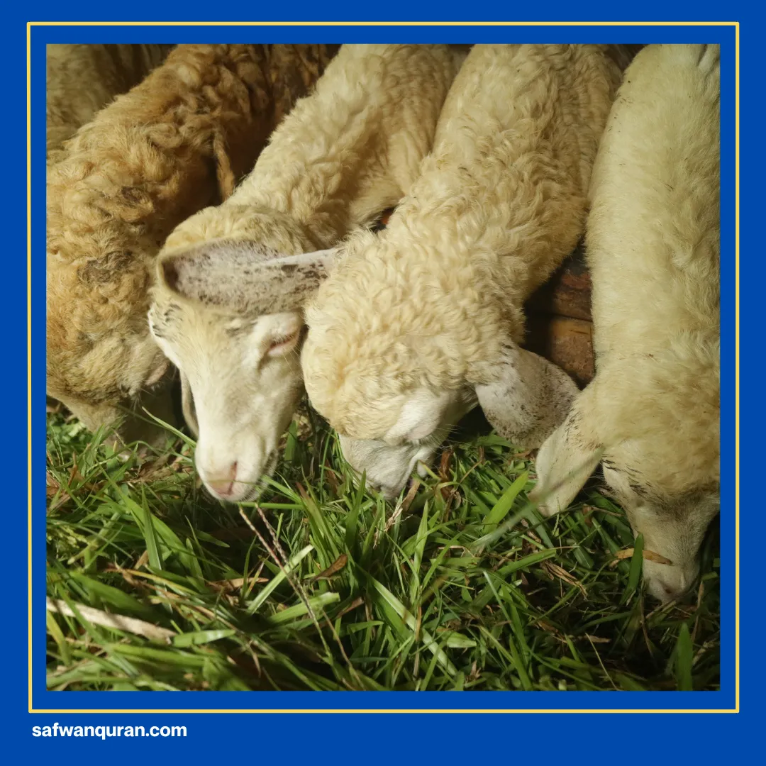 10 Dzulhijjah adalah